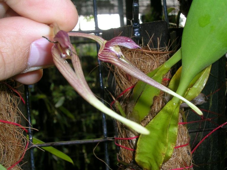 Bulb-biflorum