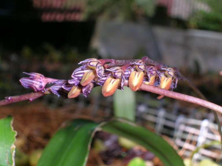 Bulbophyllum-libatum