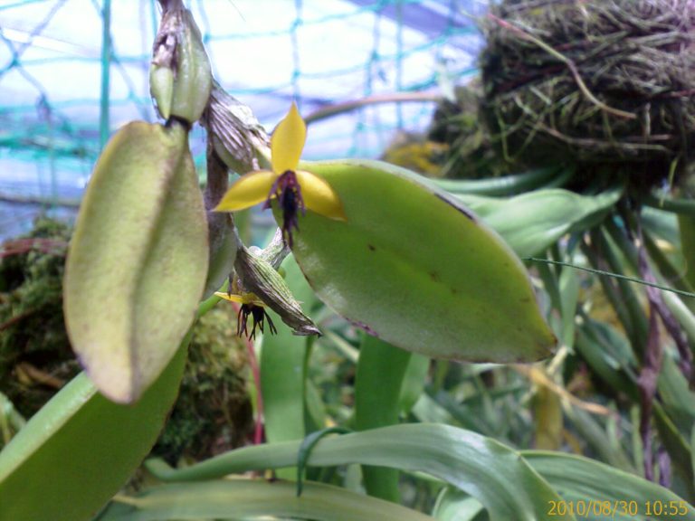 Bulbophyllum-xanthomelanon