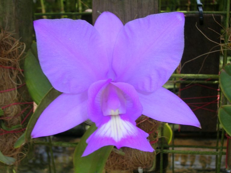 Cattleya-nobilior-2