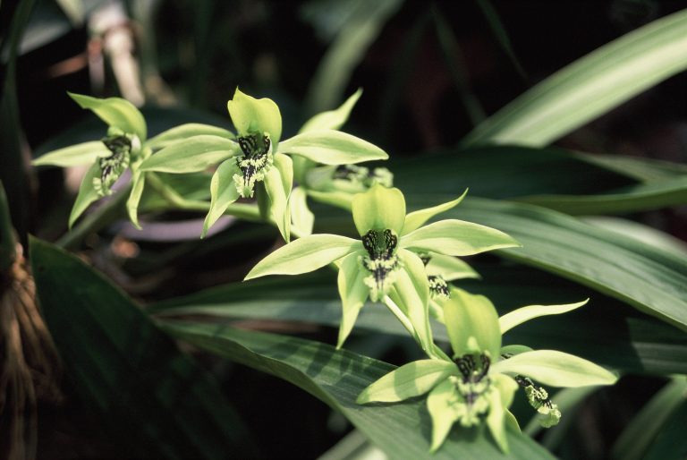 Coelogyne-pandurata