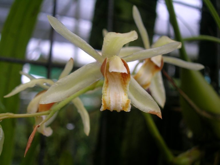 Coelogyne-trinervis-1