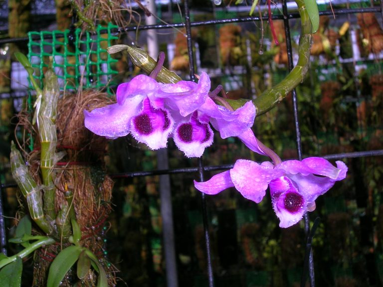 DSCN5532