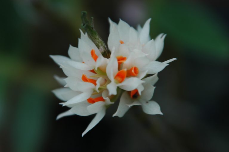 Dendrobium-bracteosum-alba