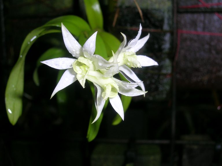 Dendrobium-cuspidatum-1
