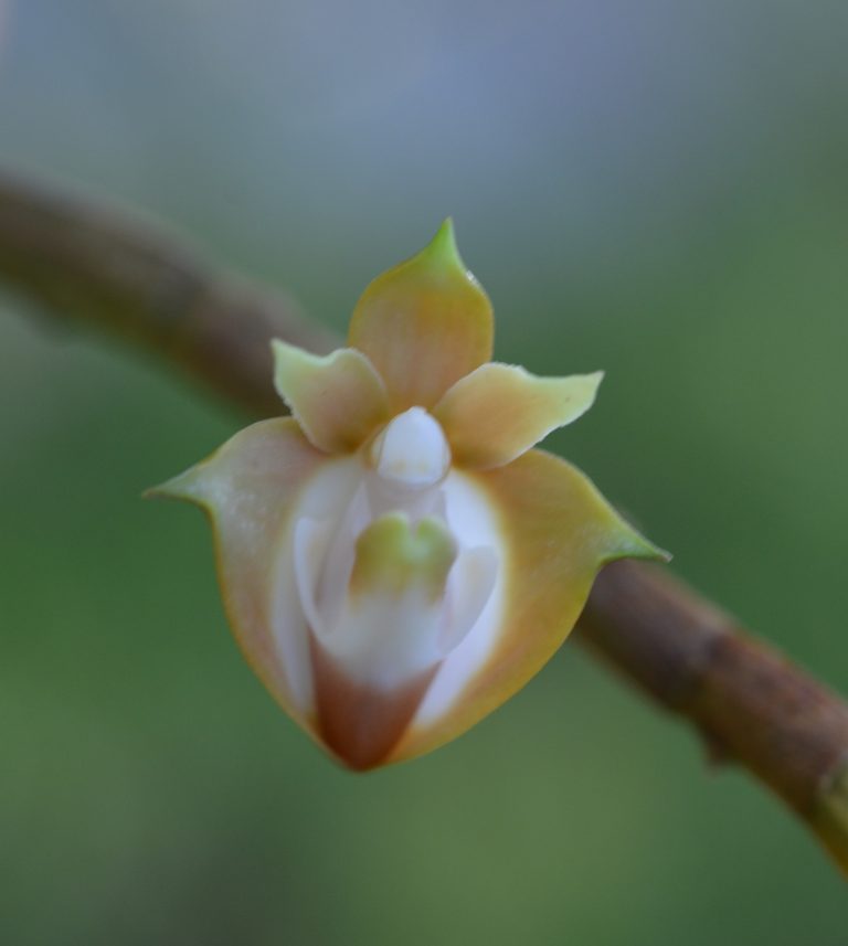 Dendrobium-lambii-1